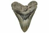 Fossil Megalodon Tooth - North Carolina #328406-1